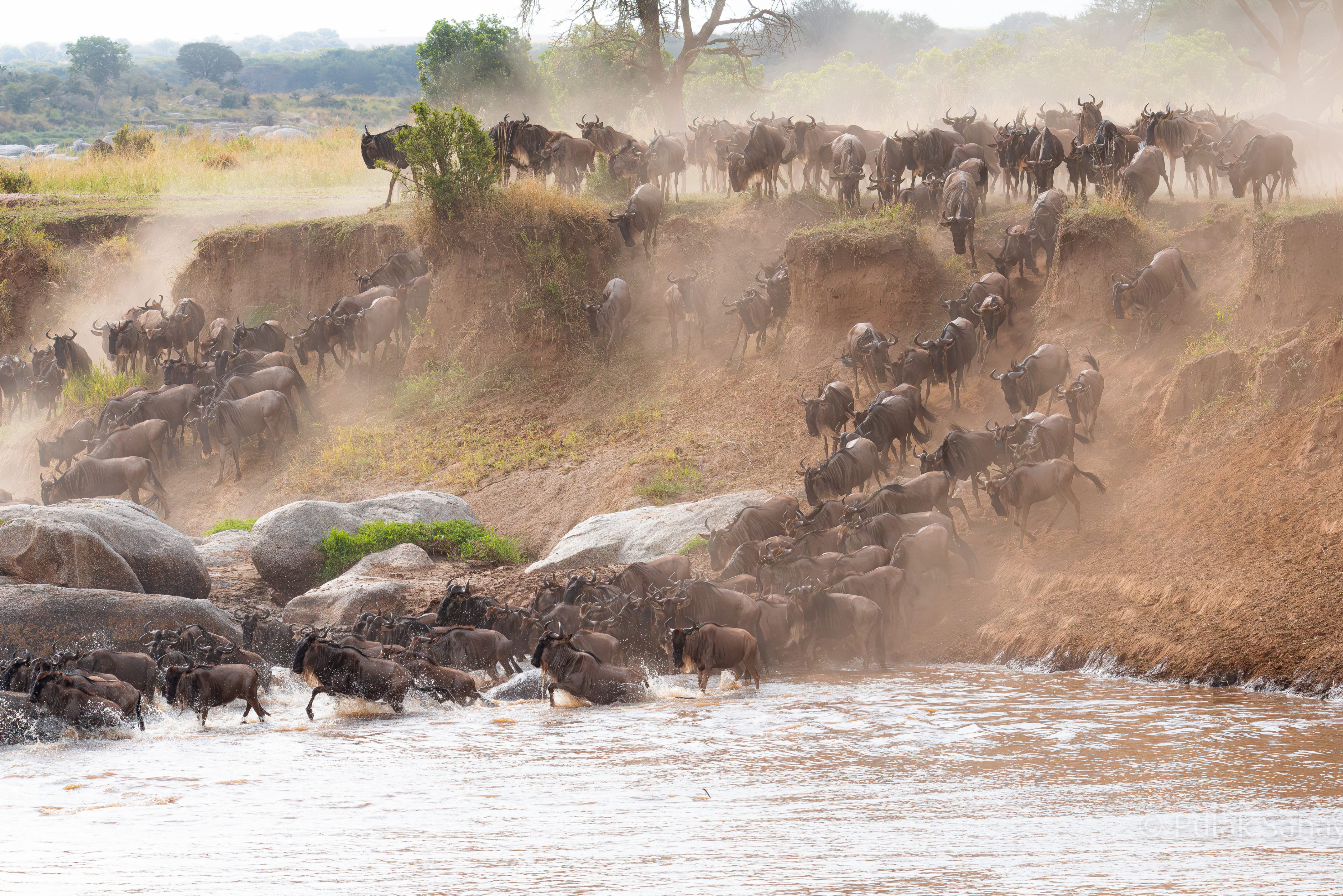 Mad rush to cross Mara river